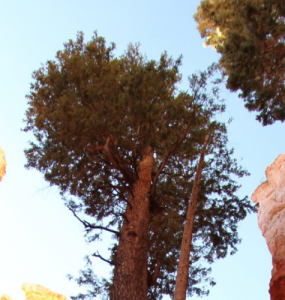 Seeding the Future | Uncluttered