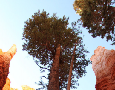 Seeding the Future | Uncluttered